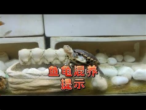 長尾龜跟魚一起養|什麼龜可以和魚一起養，魚龜混養的方法有哪些